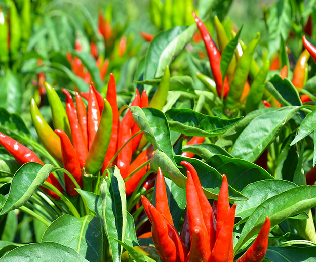 專業(yè)團(tuán)隊(duì)